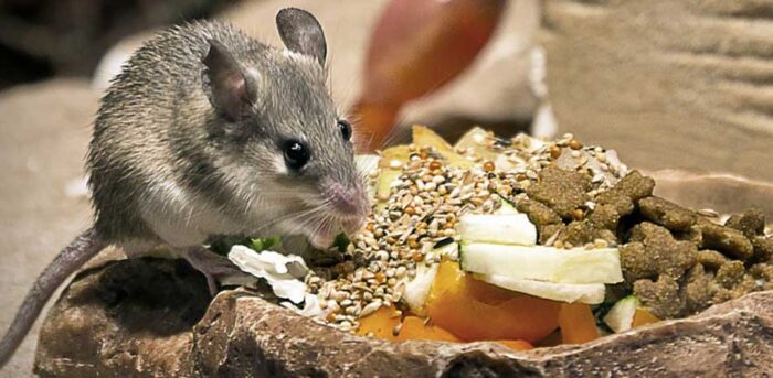 Patkányirtás módszerei Patkányirtás módszerei