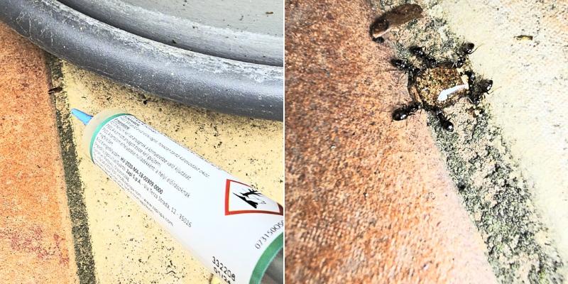 legjobb hangyairtó szer