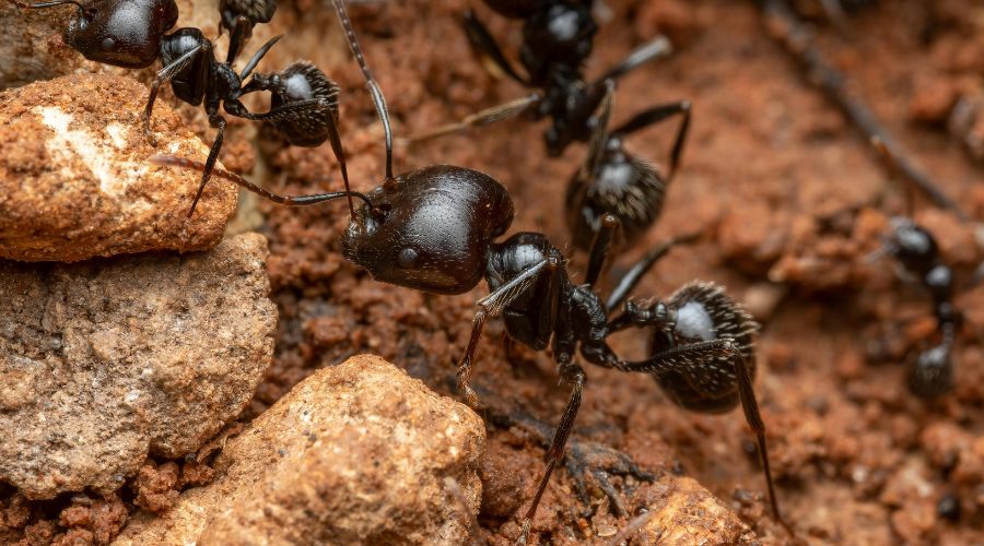 lóhangya könnyűszerkezetes házban