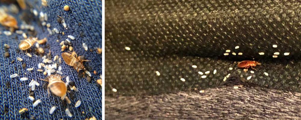 ágyi poloska csípés 