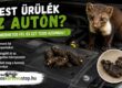 nyest ürülék autón